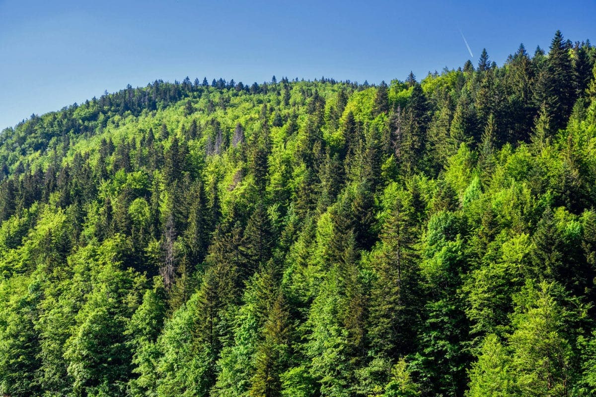 Fenetre en pin lamellé collé - Foret du haut Jura